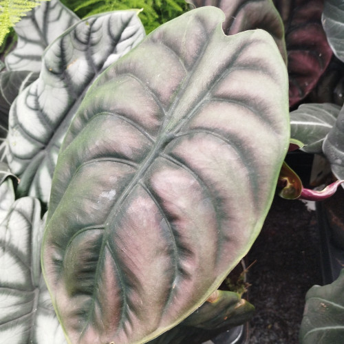 Alocasia Dragon D'Argent - Pot De 12 Cm