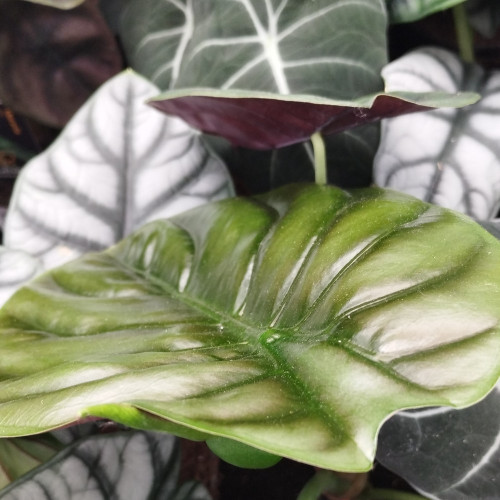 Alocasia Tige Noire - Pot De 14 Cm