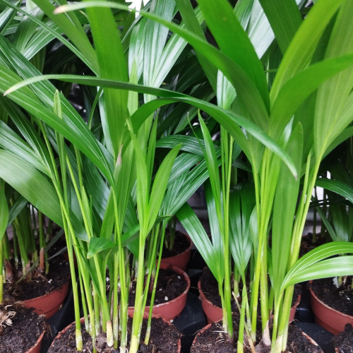 Areca Dypsis Lutescens - Pot De 10,5 Cm