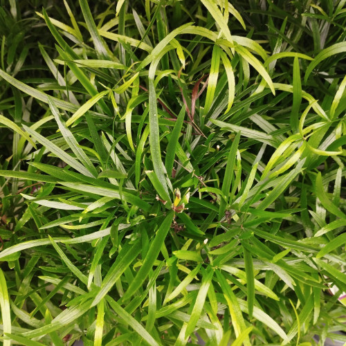 Asparagus - Pot De 12 Cm