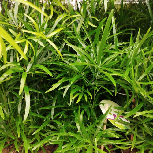 Asparagus - Pot De 12 Cm