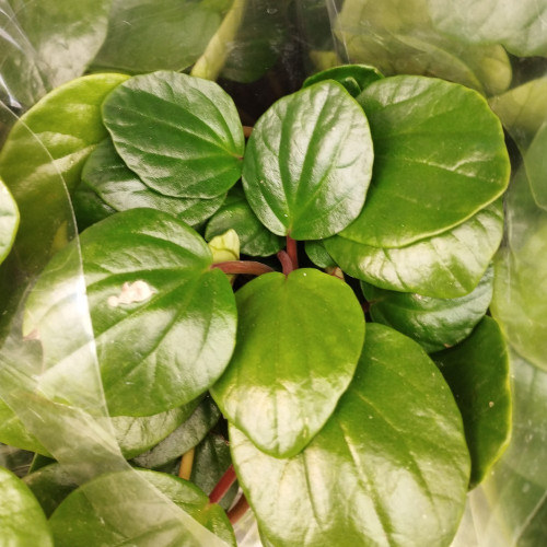 Peperomia Vert Obt - Pot De 15 Cm