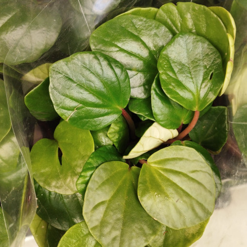 Peperomia Vert Obt - Pot De 15 Cm