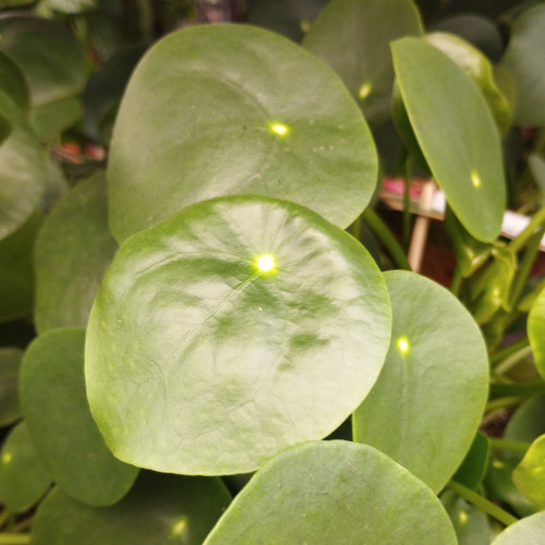 Pilea Peperomioides - Pot De 12 Cm