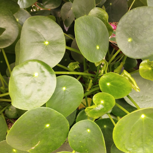 Pilea Peperomioides - Pot De 12 Cm