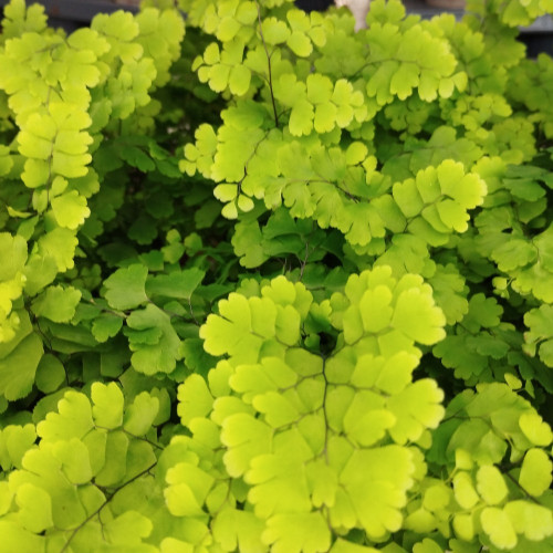 Adiantum Rad Fragrans - Pot De 12 Cm