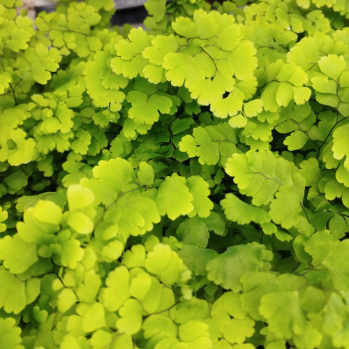 Adiantum Rad Fragrans - Pot De 12 Cm