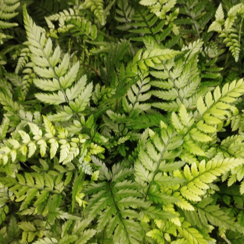 Athyrium Spicatum - Pot De 8,5 Cm