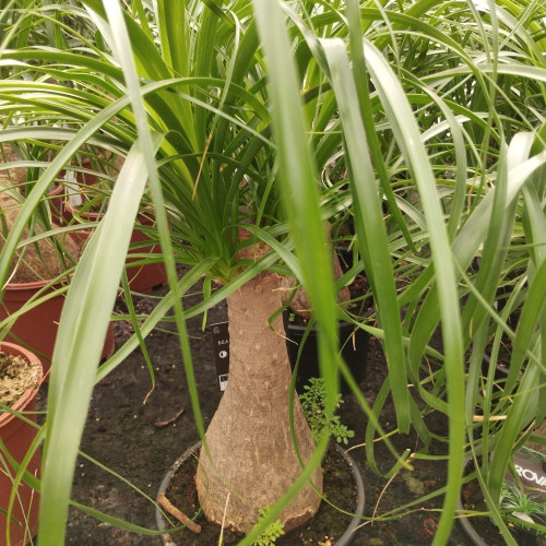 Beaucarnea Arbre Bouteille - Pot De 19 Cm