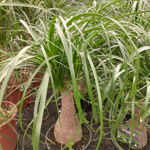 Beaucarnea Arbre Bouteille - Pot De 19 Cm