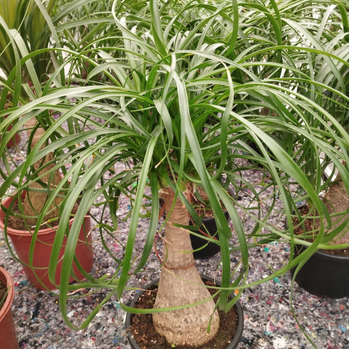 Beaucarnea - Pot De 17 Cm