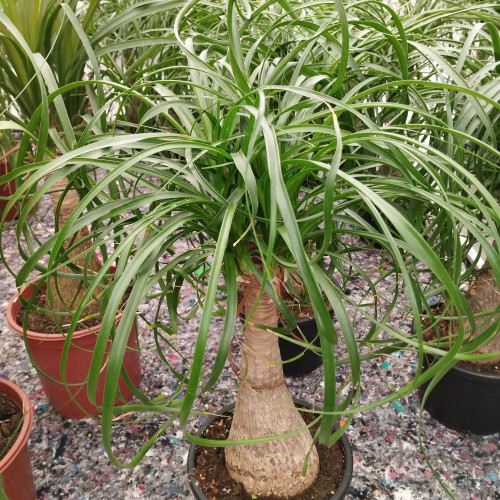 Beaucarnea - Pot De 17 Cm