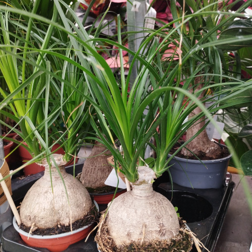 Beaucarnea Arbre Bouteille - Pot De 21 Cm