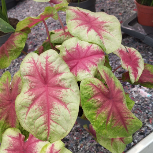 Caladium Carolyn Whorton - Pot De 13 Cm