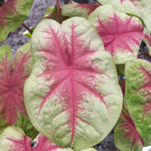 Caladium Carolyn Whorton - Pot De 13 Cm