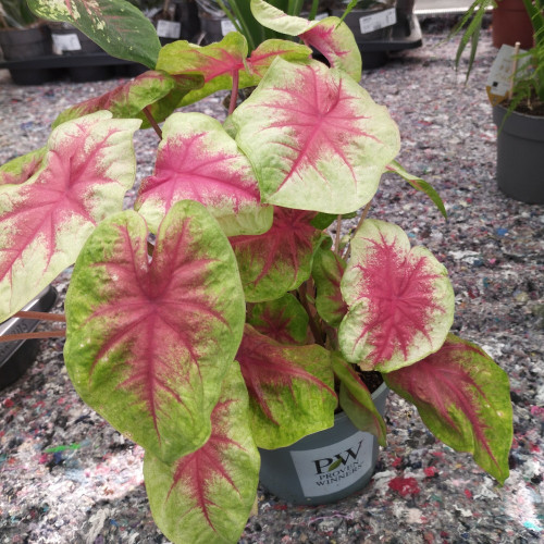 Caladium Carolyn Whorton - Pot De 13 Cm