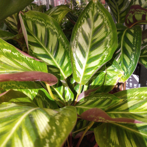 Calathea Leopardina Rythme De La Nature - Pot De 12 Cm