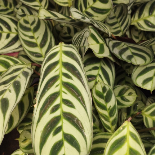 Philodendron Burle Marx Variegata - Pot De 17 Cm