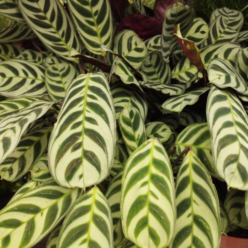 Philodendron Burle Marx Variegata - Pot De 17 Cm