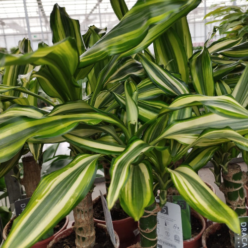 Dracaena Côte Jaune 45-20 - Pot De 17 Cm