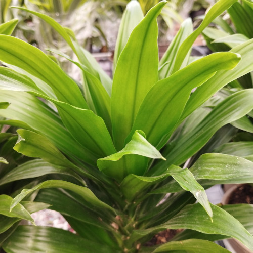 Dracaena Compacta - Pot De 12 Cm