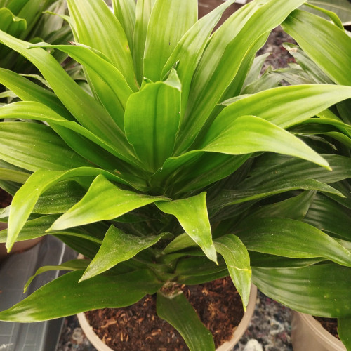 Dracaena Compacta - Pot De 12 Cm