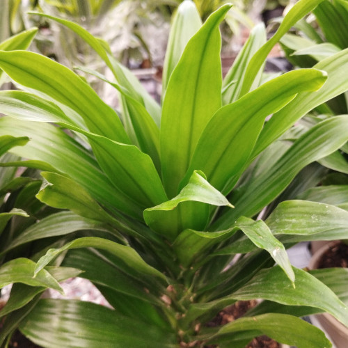 Dracaena Compacta - Pot De 12 Cm