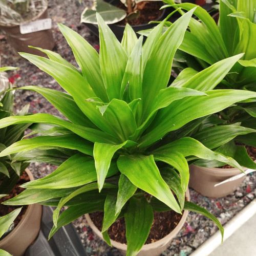 Dracaena Compacta - Pot De 12 Cm