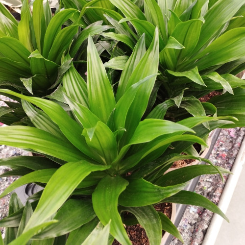 Dracaena Compacta - Pot De 12 Cm