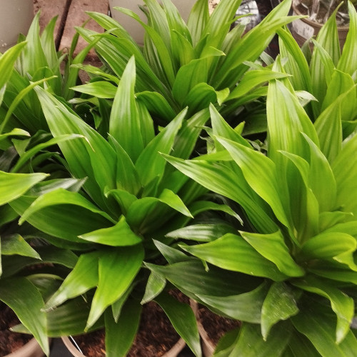 Dracaena Compacta - Pot De 12 Cm