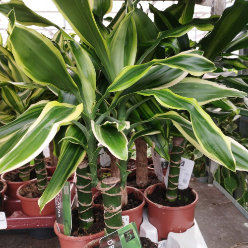 Dracaena Mass Coast 45-20 - Pot De 17 Cm