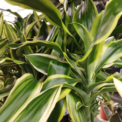 Dracaena Mass Coast 45-20 - Pot De 17 Cm