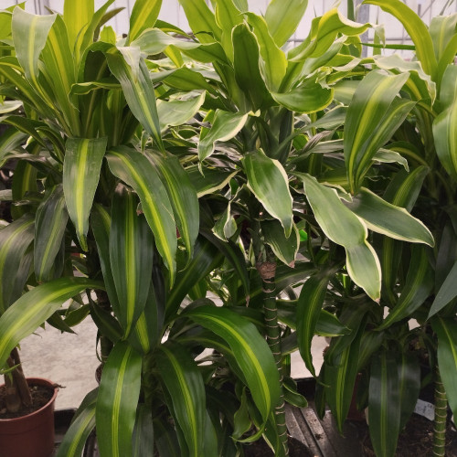 Dracaena Côte D'Or 45-20 - Pot De 17 Cm