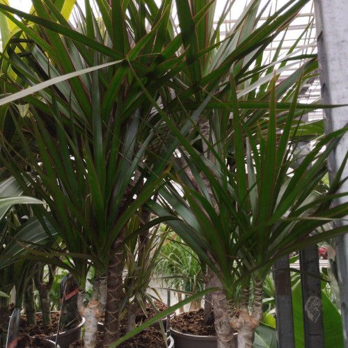 Dracaena Marginata 30-10 - Pot De 17 Cm