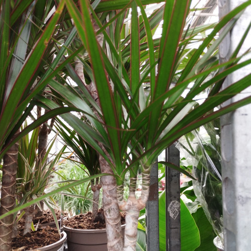 Dracaena Marginata 30-10 - Pot De 17 Cm