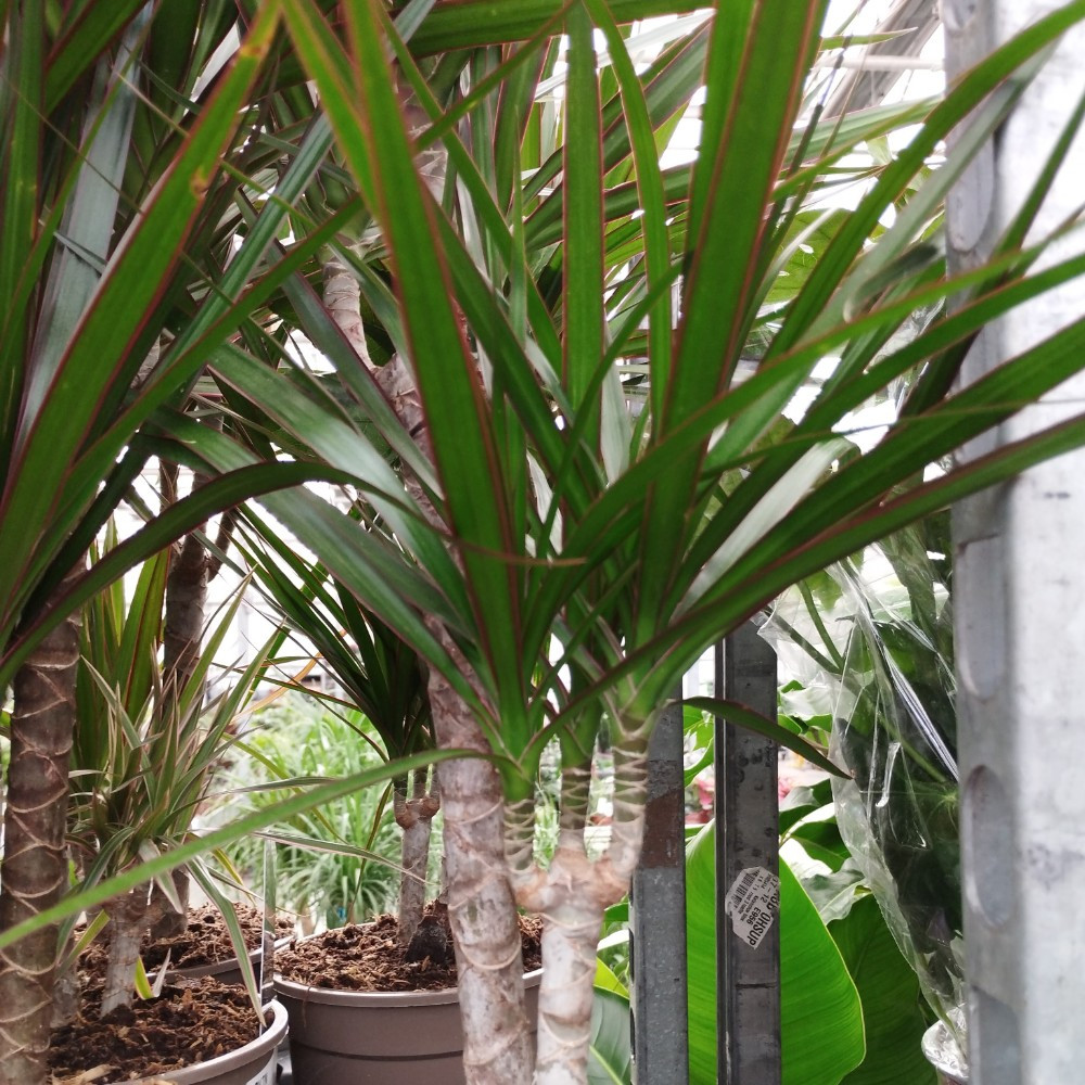 Sitemapcdatahttpsdekokniqoocomdracaena Marginata Feuille Tombante