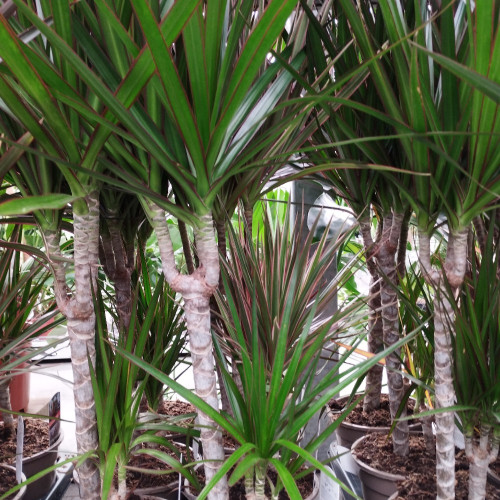 Dracaena Marginata 30-10 - Pot De 17 Cm