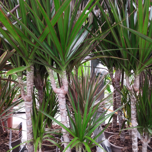 Dracaena Marginata 30-10 - Pot De 17 Cm