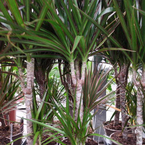 Dracaena Marginata 30-10 - Pot De 17 Cm