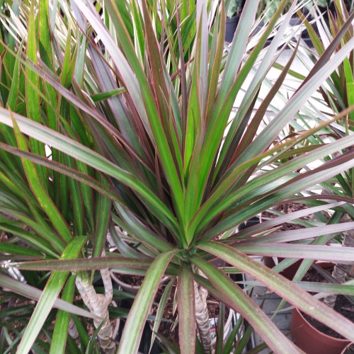 Dracaena Magenta 30+10 - Pot De 17 Cm