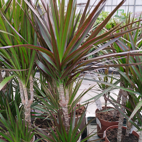 Dracaena Magenta 30+10 - Pot De 17 Cm