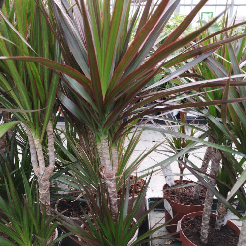 Dracaena Magenta 30+10 - Pot De 17 Cm