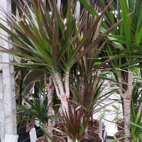 Dracaena Magenta 30+10 - Pot De 17 Cm