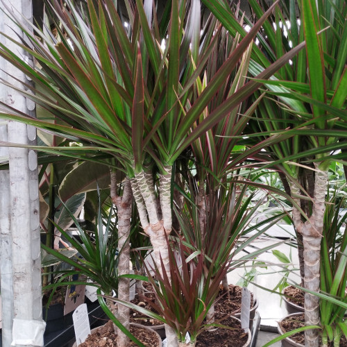 Dracaena Magenta 30+10 - Pot De 17 Cm