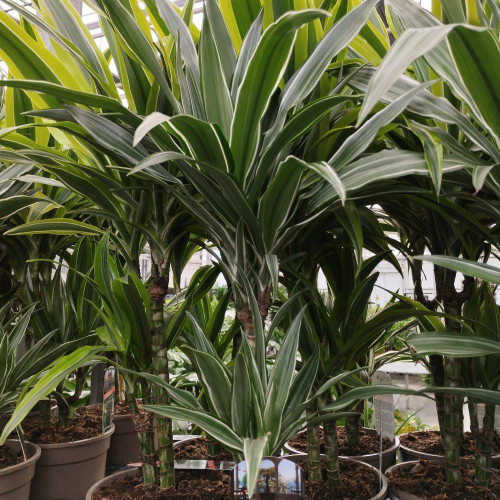 Dracaena Marginata - Pot De 17 Cm