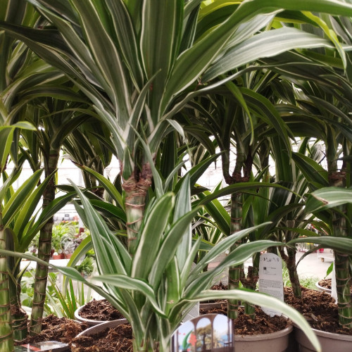 Dracaena Marginata - Pot De 17 Cm