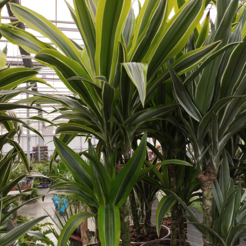 Dracaena Marginata 30-10 - Pot De 17 Cm
