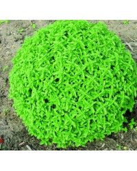 Basilic Herbalea Green Ball