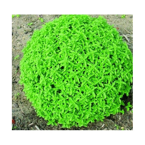 Basilic Herbalea Green Ball
