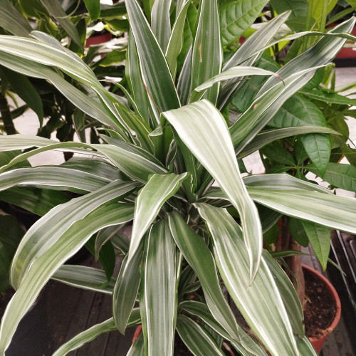 Dracaena Burley - Pot De 19 Cm